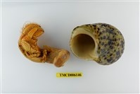 藏品(熊形紋寄居蟹)的圖片